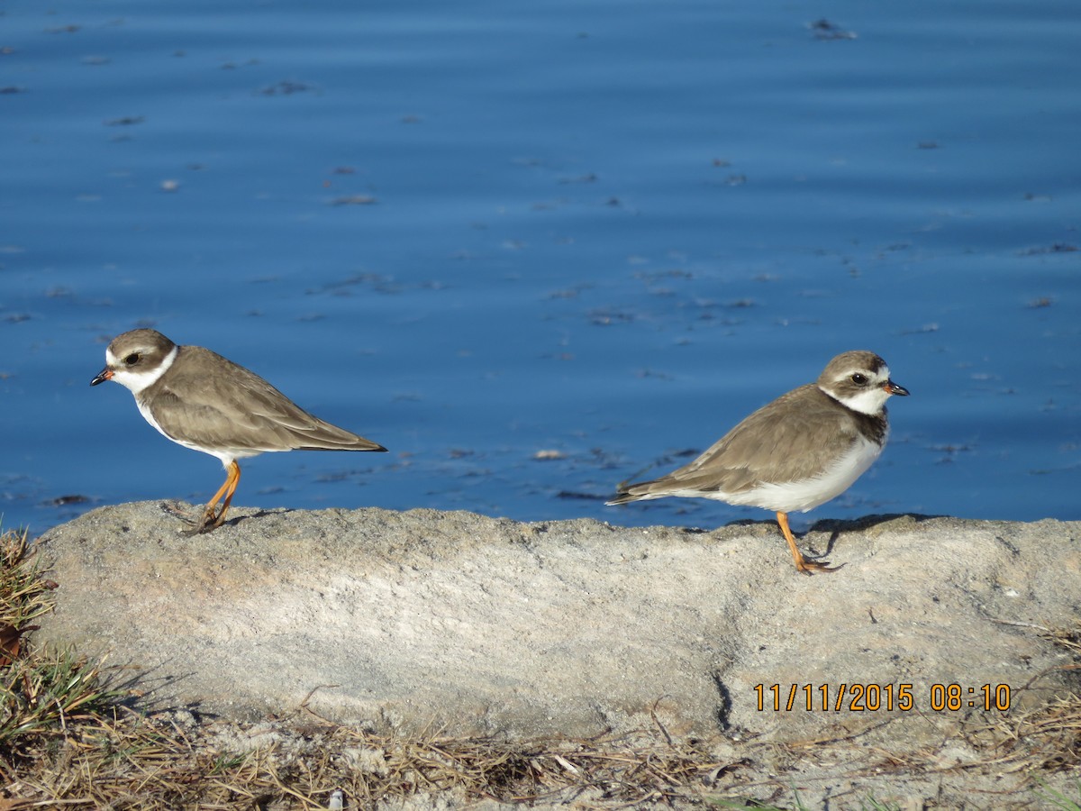 Semipalmated Plover - ML128882351