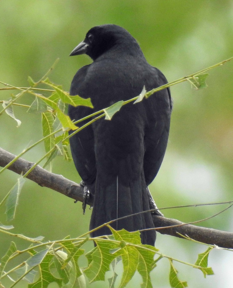 Melodious Blackbird - ML128882591