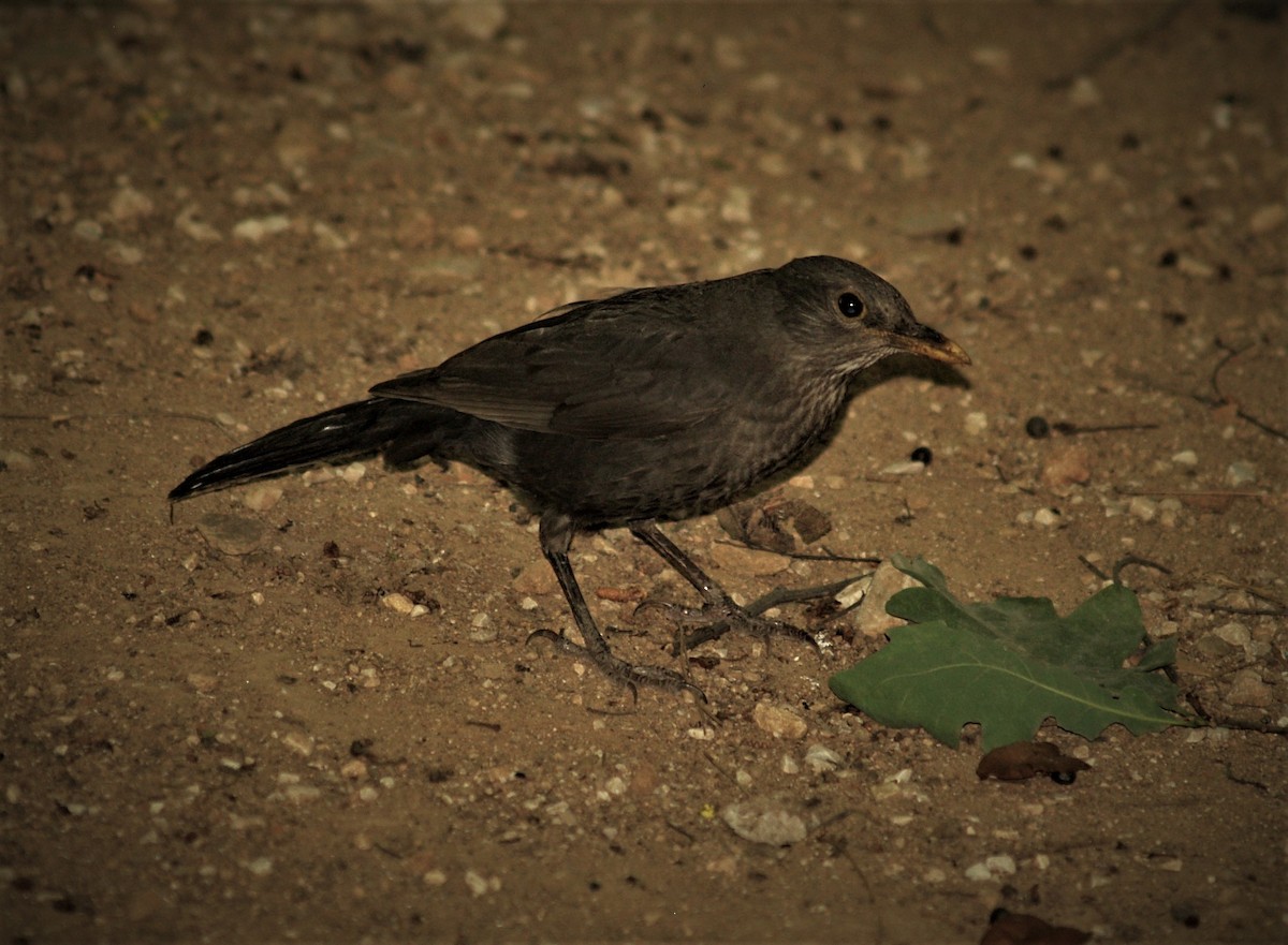 Eurasian Blackbird - ML128882821