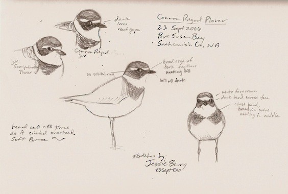 Common Ringed Plover - Jessie Barry