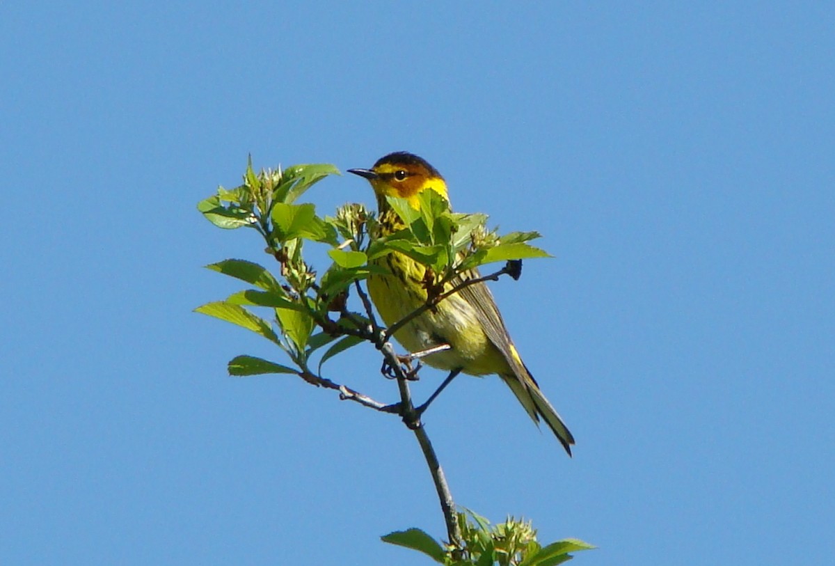 Cape May Warbler - ML128886391