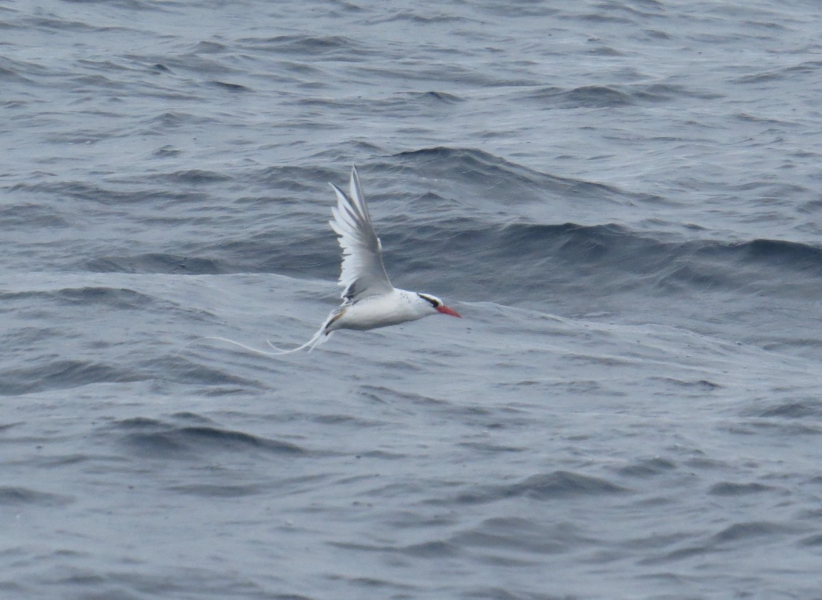 Red-billed Tropicbird - Brittany O'Connor