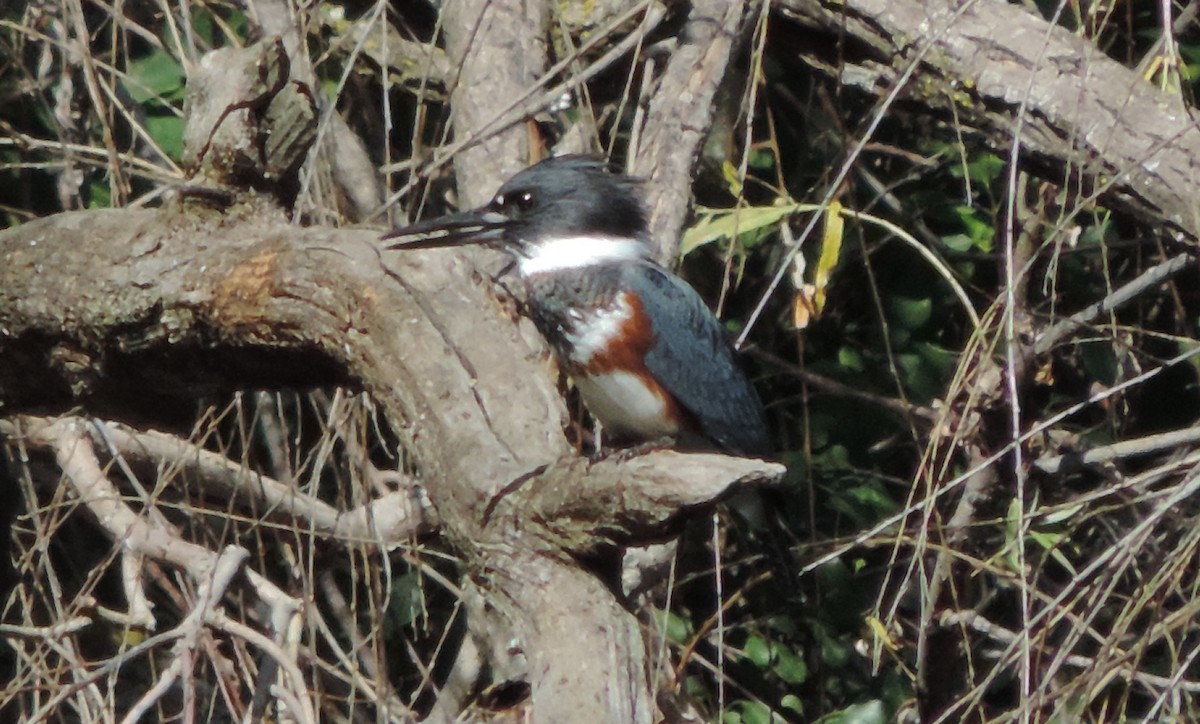 Belted Kingfisher - ML128887601