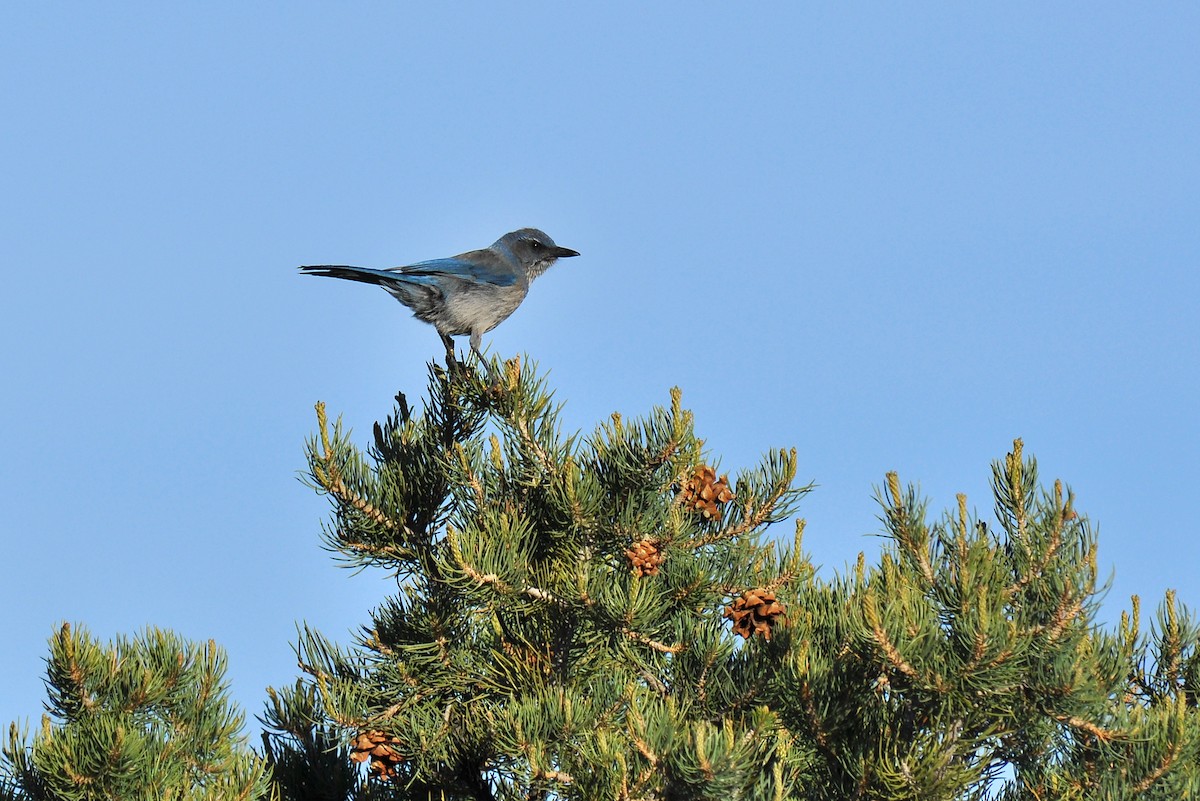 Woodhouse's Scrub-Jay (Woodhouse's) - Ryan O'Donnell