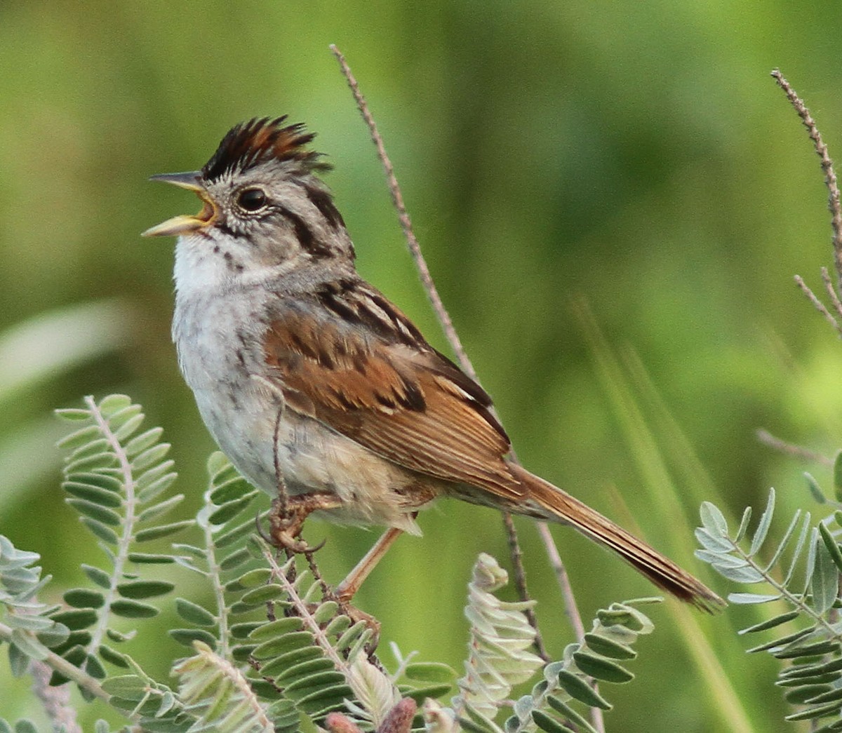 Swamp Sparrow - Larry Sirvio