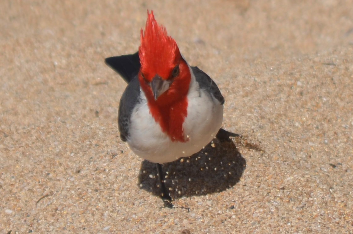 Red-crested Cardinal - ML128893601