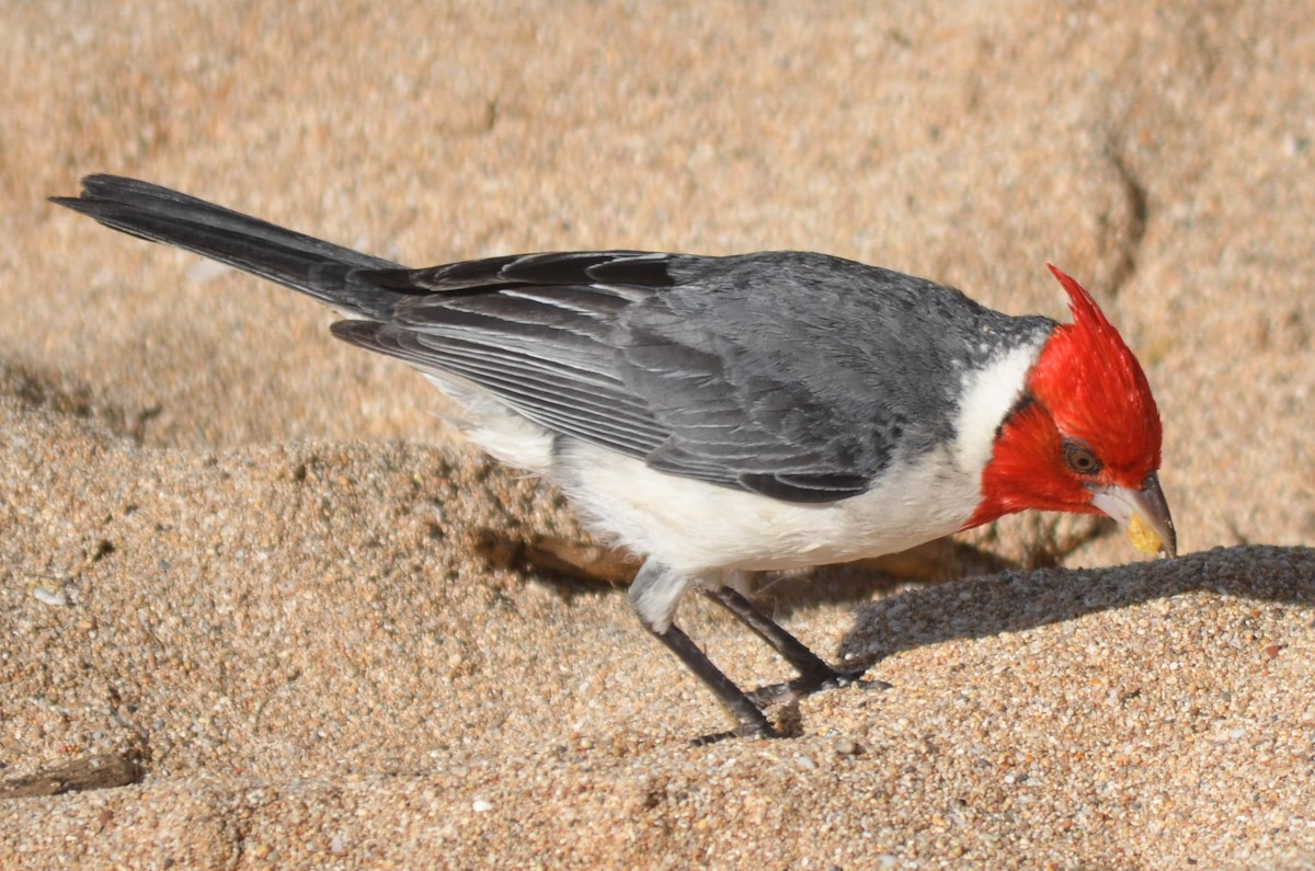 Red-crested Cardinal - ML128893611