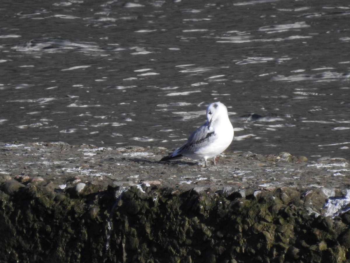 Mouette tridactyle - ML128894741