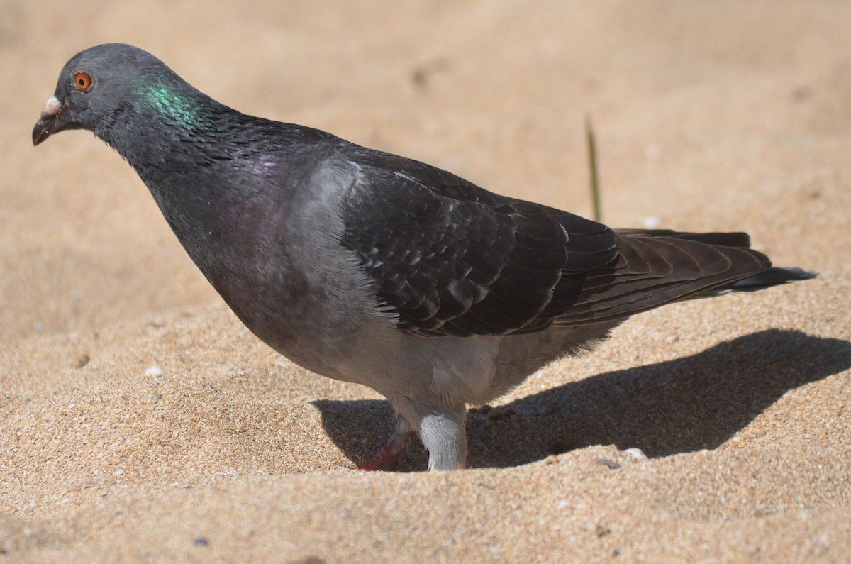 Rock Pigeon (Feral Pigeon) - ML128894791