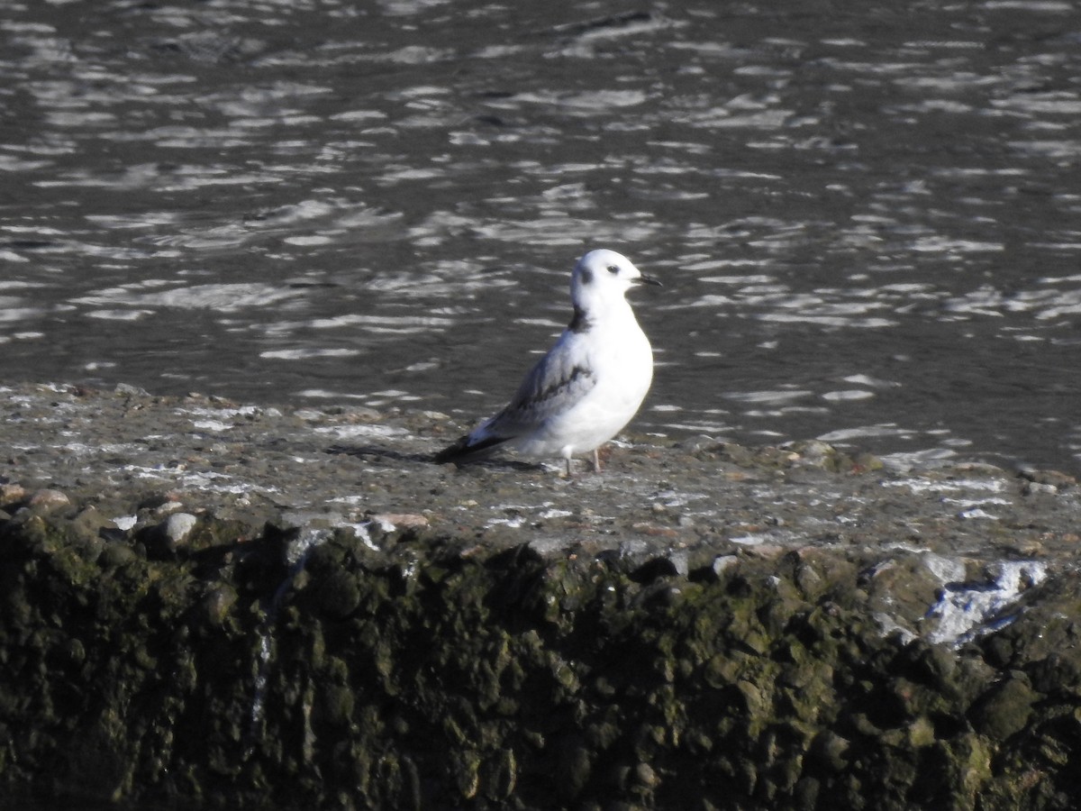 Mouette tridactyle - ML128895271