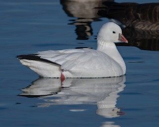 Ross's Goose, ML128896051