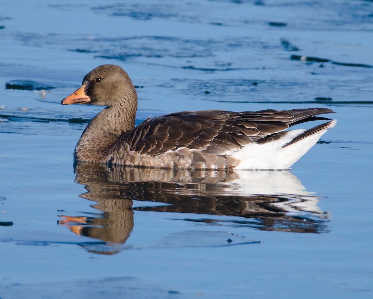 Greater White-fronted Goose - ML128896241