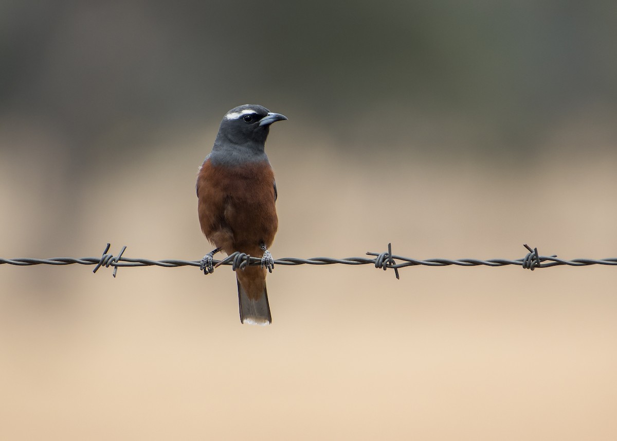 White-browed Woodswallow - ML128896461
