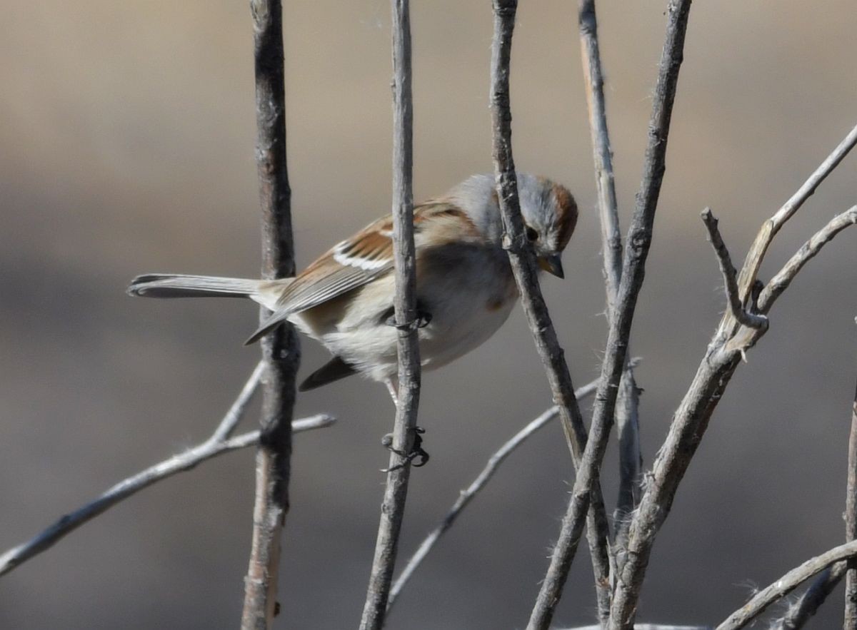 American Tree Sparrow - ML128897231