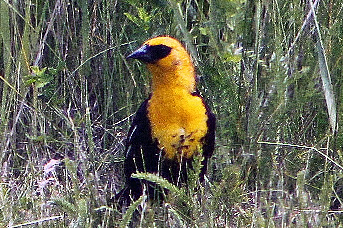 Yellow-headed Blackbird - Jack Coulter