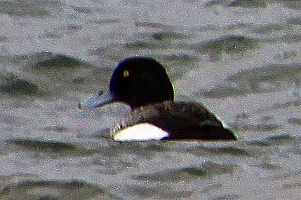 Greater Scaup - Jack Coulter