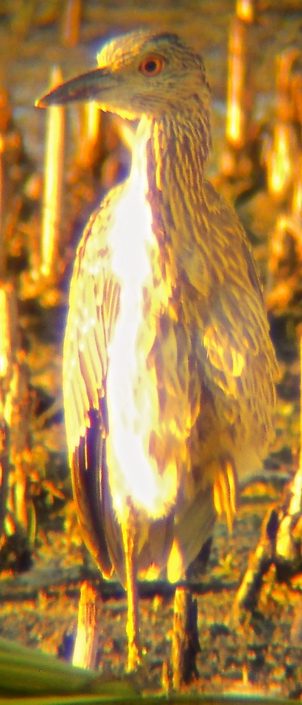 Yellow-crowned Night Heron - ML128899761