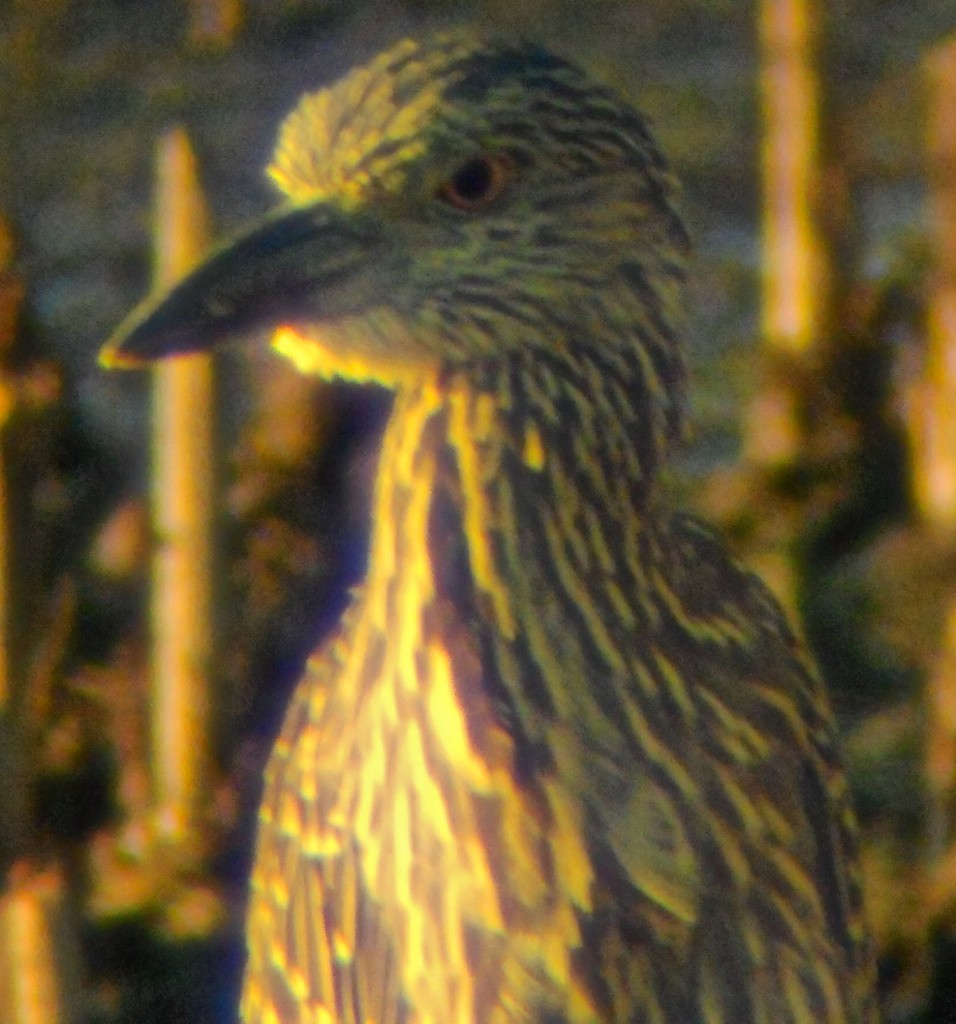 Yellow-crowned Night Heron - ML128899801