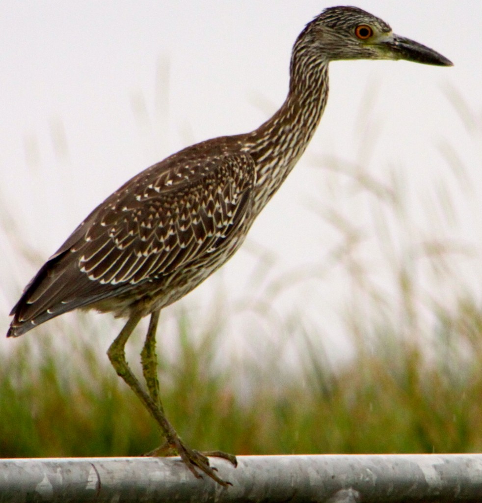 Yellow-crowned Night Heron - Jack Coulter