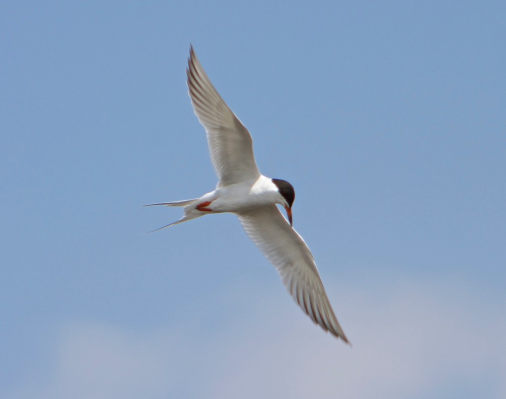 Forster's Tern - Jack Coulter