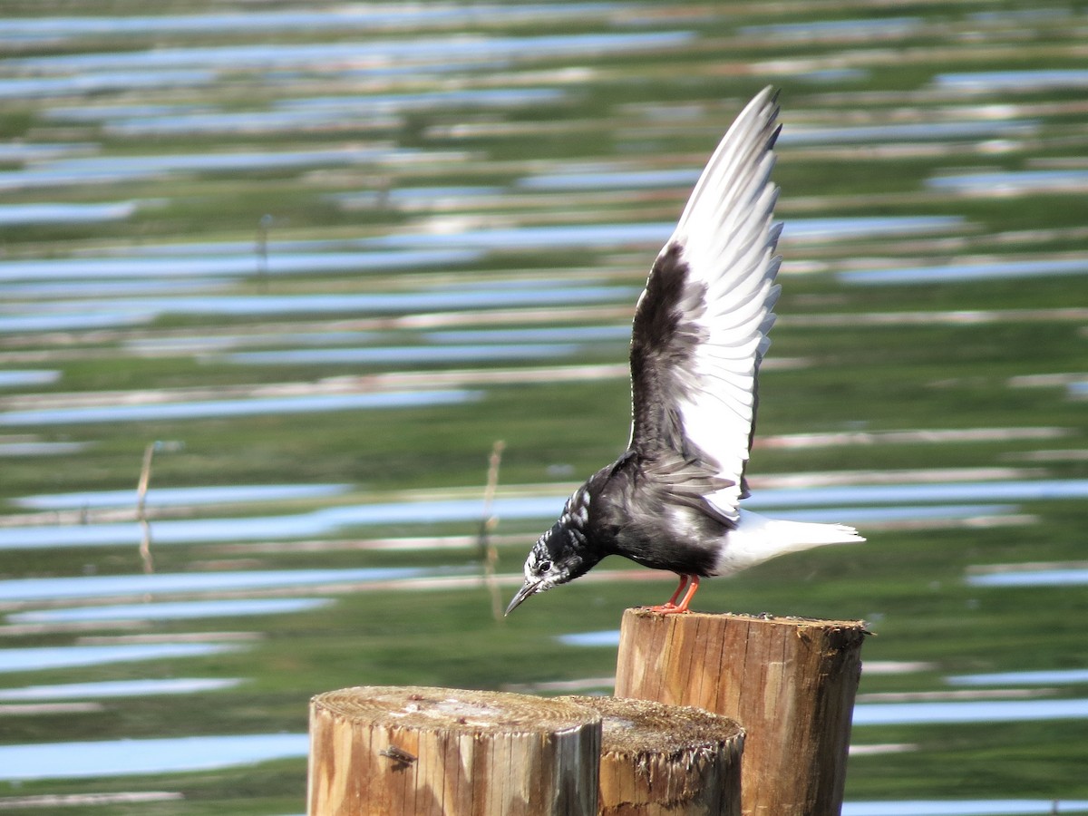 White-winged Tern - Susan Disher