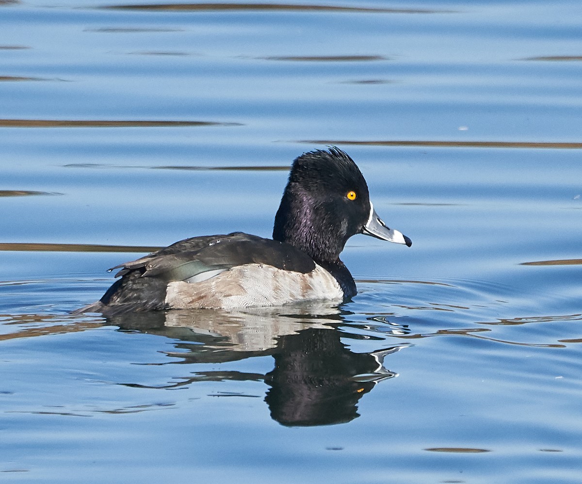 Ring-necked Duck - ML128902511