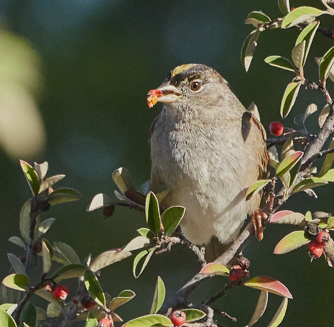 Golden-crowned Sparrow - ML128903091