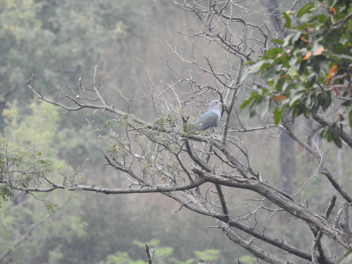 Green Imperial-Pigeon - ML128904091