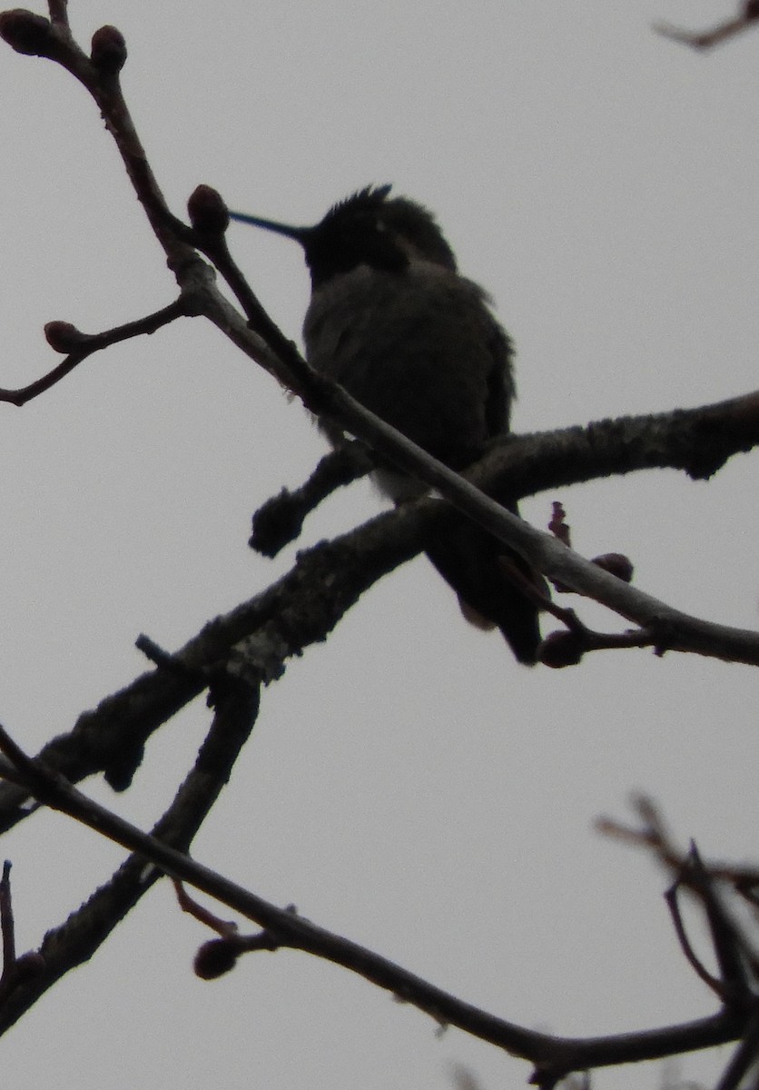 Anna's Hummingbird - ML128911901