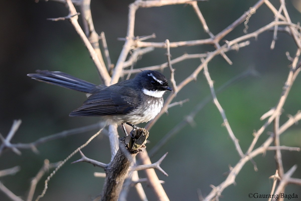 Spot-breasted Fantail - ML128914621