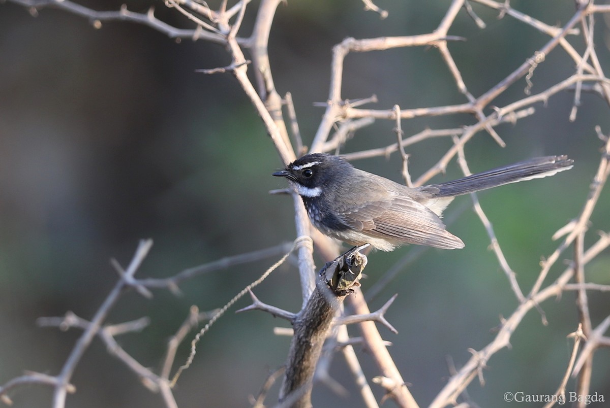 Spot-breasted Fantail - ML128914651