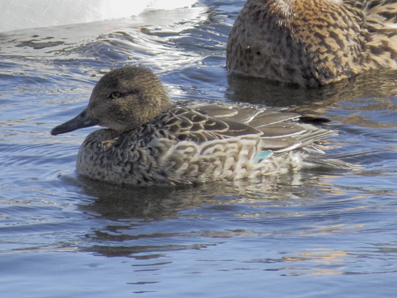 Green-winged Teal - ML128916001