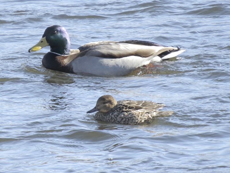 Green-winged Teal - ML128916021