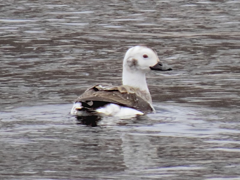 Long-tailed Duck - Gary Jarvis