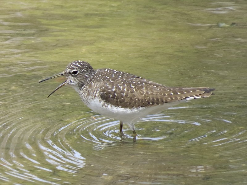 Solitary Sandpiper - Gary Jarvis