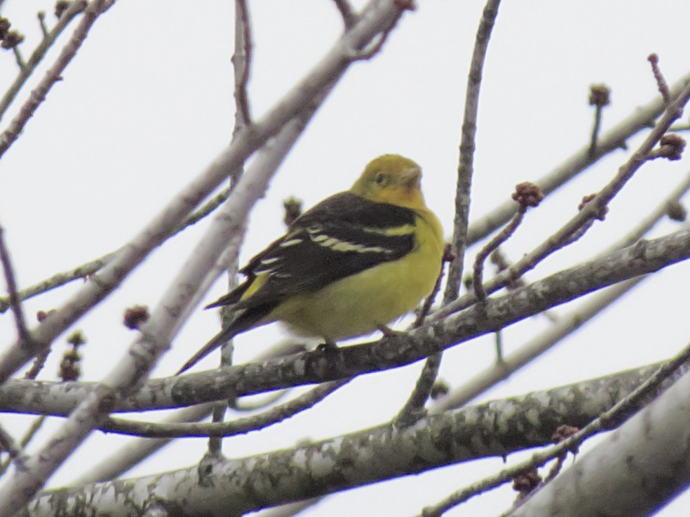 Western Tanager - ML128919701