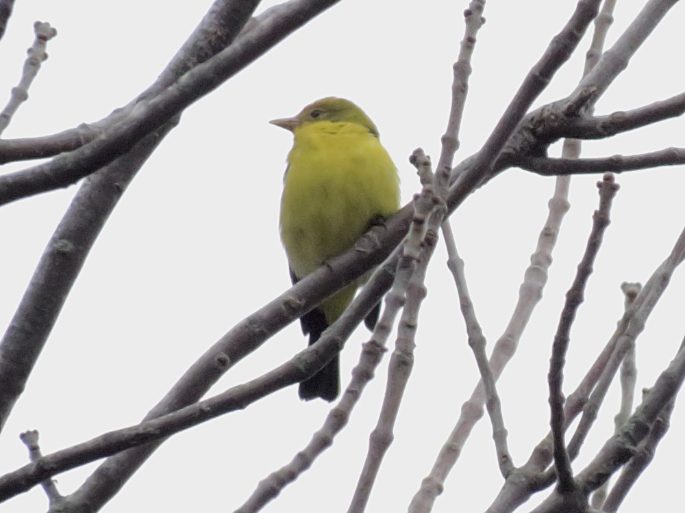 Western Tanager - ML128919711