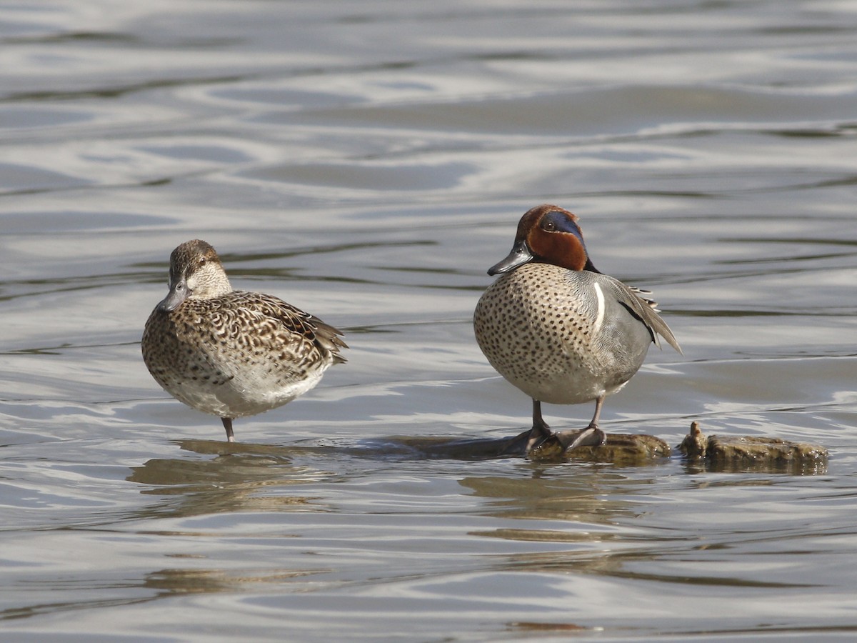 Green-winged Teal - ML128920011