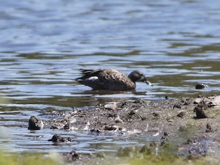 Blue-winged Teal, ML128922301