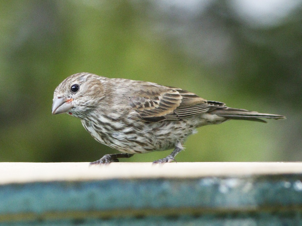 House Finch - Gary Jarvis