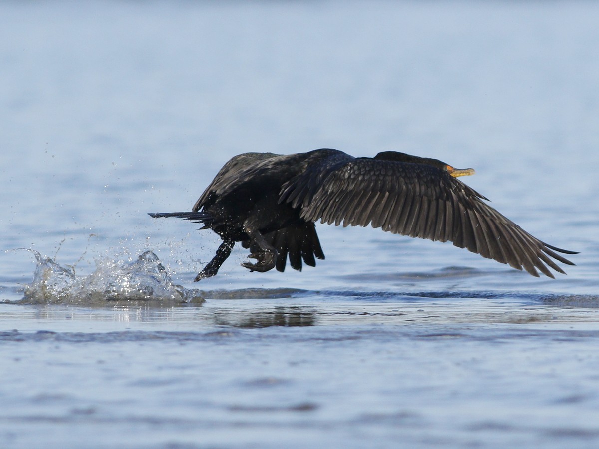 Double-crested Cormorant - Gary Jarvis