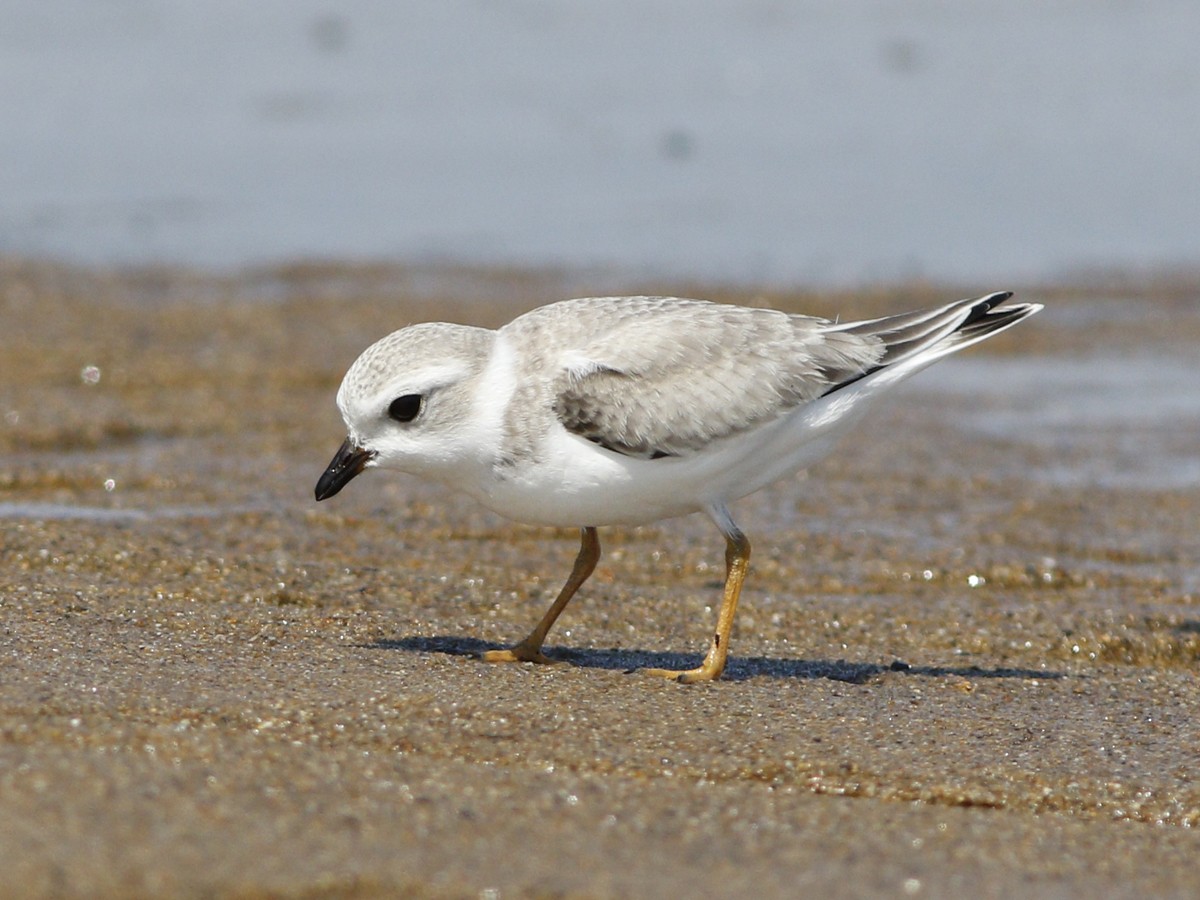 Piping Plover - Gary Jarvis