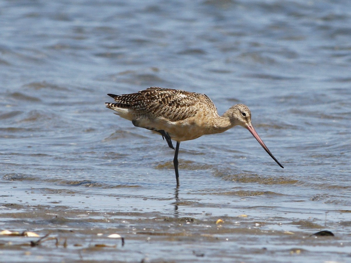 Marbled Godwit - Gary Jarvis