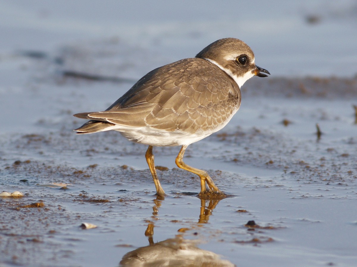 Semipalmated Plover - Gary Jarvis