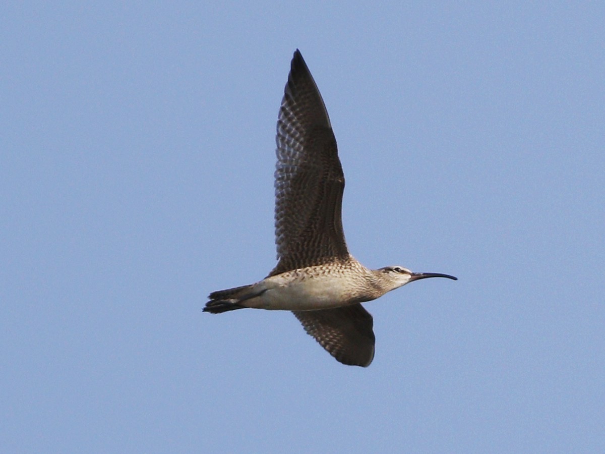 Whimbrel - Gary Jarvis