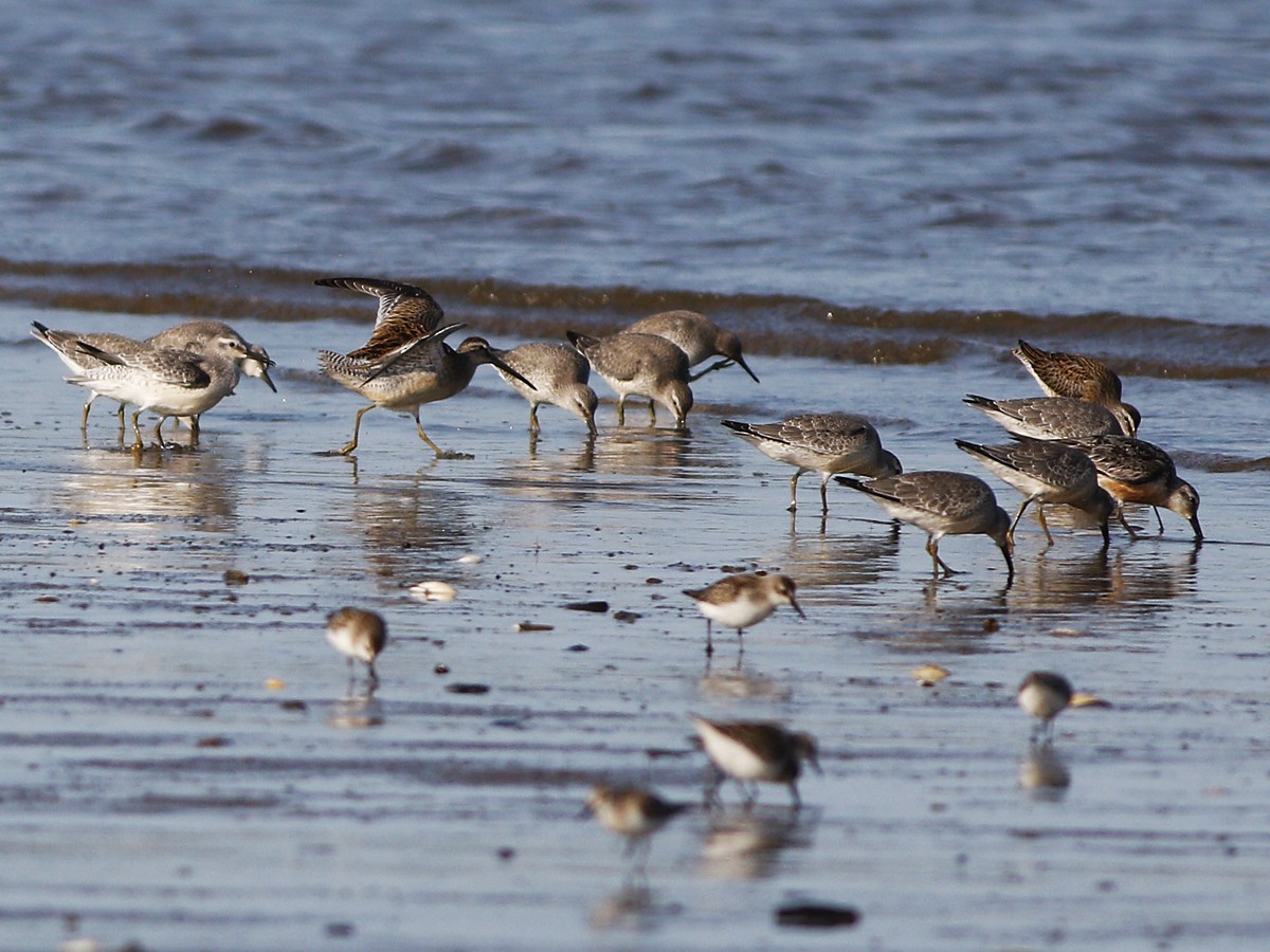 Red Knot - Gary Jarvis