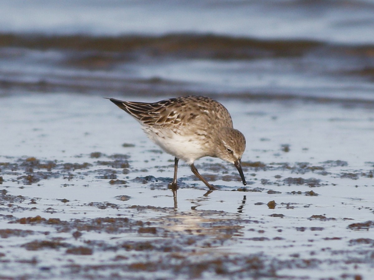 White-rumped Sandpiper - Gary Jarvis