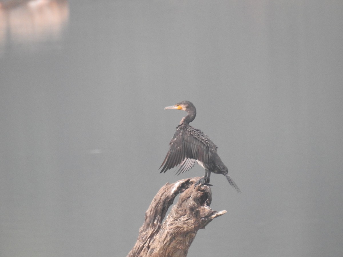 Great Cormorant - Ashwin Viswanathan
