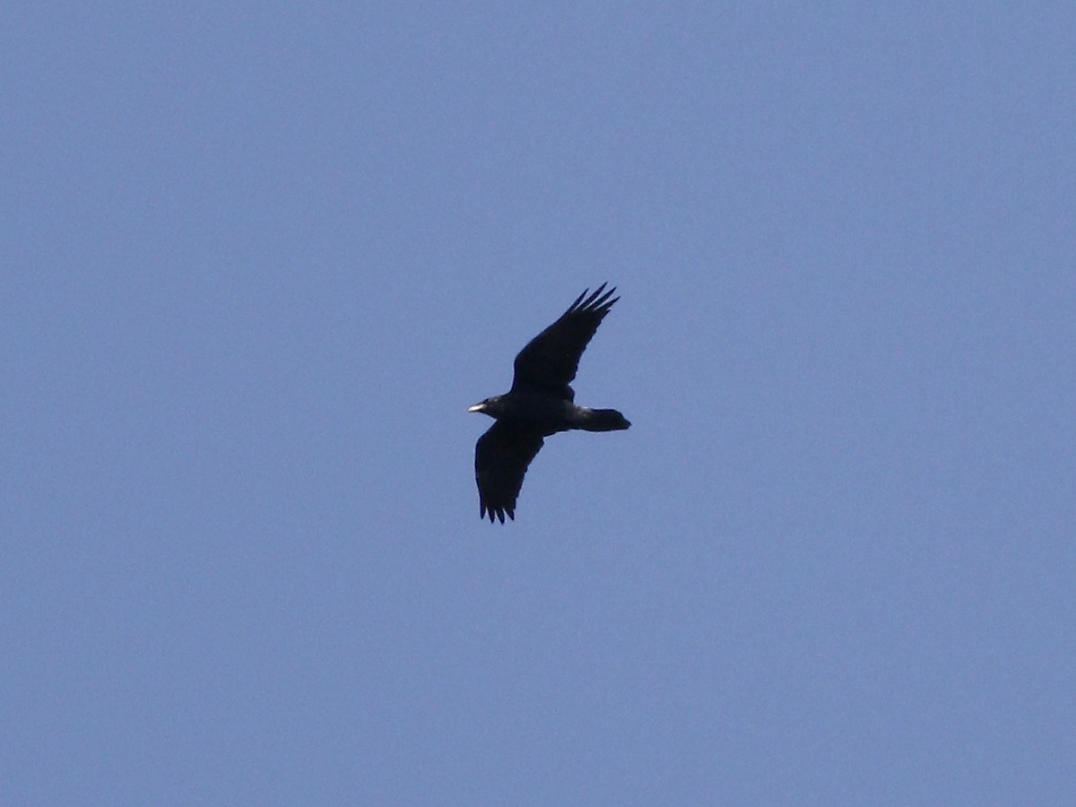 Common Raven - Gary Jarvis