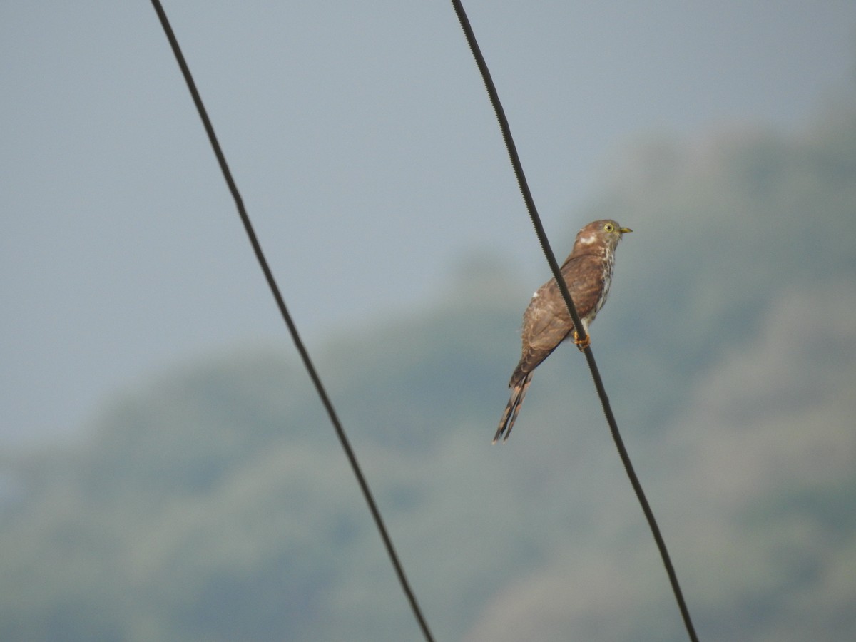 Common Hawk-Cuckoo - Ashwin Viswanathan